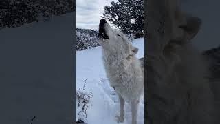 wolf video new short #wolflovers #wolf #shorts