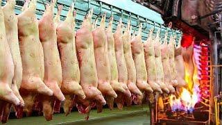 See How Amazing Pig Slaughterhouse Works - Pork Processing Process in Modern Factory