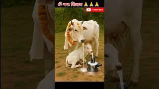 गौमाता का शिवलिंग अभिषेक - एक अद्भुत दृश्य|#mahadev #cow#nandi