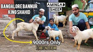 Bannur Sheep for sale in bangalore #9902236542 at very reasonable price #bannur #amingad