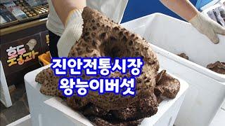 진안전통시장 능이버섯 송이버섯 싸리버섯 능이버섯가격 시세