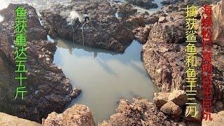 【阿向趕海】海蜈蚣打窩兩百平巨坑 鯊魚三刀爭奪搶食，制服十幾斤重屠龍刀 ，魚獲重50斤