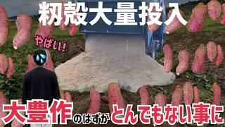 [緊急事態]さつまいも畑に籾殻入れてフカフカ土にしたらとんでもない事に！大豊作になったけど、、まさかの結末が！[べにはるか][安納芋][籾殻投入]