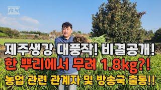 생강재배 3년 연구 결실! 멀칭만 바꿔도 '초보생강농부' 할 수 있습니다.