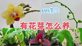 【23147】蝴蝶兰花芽出现之后，这么养，浇水施肥，注意事项，兰协例会兰花欣赏【静姐说花】