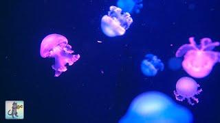 Soothing Jellyfish Aquarium ~ Relaxing Music for Sleep, Study, Meditation & Yoga