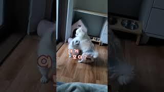 한번도 못봐떠.. (마지막 뭐냐곸ㅋㅋ) #흰둥이와사랑이 #상황극 #웃긴영상 #shorts