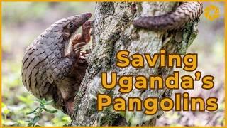 We visited a PANGOLIN rescue centre in Uganda!