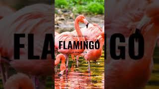 fun facts about flamingos| nature| pink bird