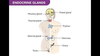 ENDOCRINE SYSTEM (hormones explained better), grade 12 life sciences | ThunderEDUC | M.SAIDI