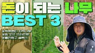 JB가든이 추천하는 돈이 되는 나무▷ BEST.3ㅣ[JB가든센터_대림묘목농원]