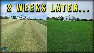 I SCALPED My Lawn In 90 Degree Heat...The Results Will Surprise You!