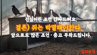 결론) 쥐새끼가 아무리 귀엽다한들...박멸했어야했다.