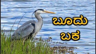 ಬೂದು ಬಕ ಪಕ್ಷಿಯ ಬಗ್ಗೆ ತಿಳಿಯಿರಿ | grey heron | Ardea cinerea | Boodu Baka | jnanakosha