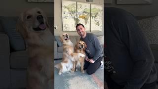 How I taught my dogs to hug