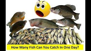 How to catch 100 fish in a day.