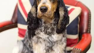 Dog Grooming, Gundog Dog Grooming UK - Rebecca Goutorbe Derbyshire