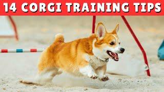 How To TRAIN Your Corgi Dog with EASE  Best TIPS in 2025