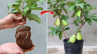 Tips for propagating guava trees by cuttings with Aloe vera for Beginner