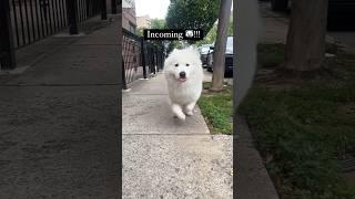 My Polar Bear Doggo running in slow motion to you!