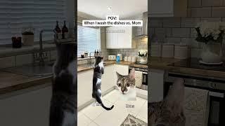 CAT MEMES When I wash the dishes vs. Mom #catmemes #relatable #relationship