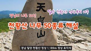 한국의 나무 - 5월 경남 밀양 천황산 정상부 나무 50종류 해설, 영남알프스의 나무 소개