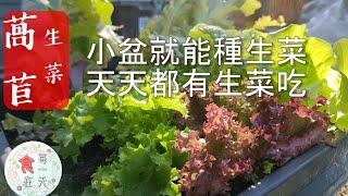 超快速簡單種生菜|用小盆栽種生菜天天都有生菜吃|超好吃韓式生菜包豬肉捲|從種到煮一手搞定|食在每一天#5