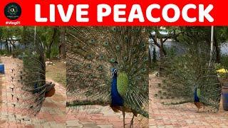 Vlog 03 - Live Beautiful Peacock in Ahmedabad | Chhipa Media