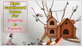 Indoor Zebra Finch aviary | Tamed zebra finch | bird aviary | How to care zebra Finches