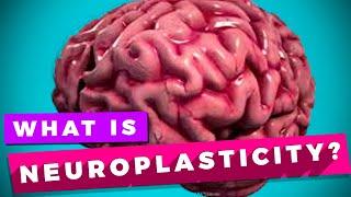 Neuroplasticity and learning explained