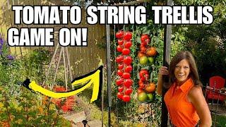 Tomato String Trellis: Game On!