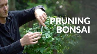 How to Prune a Bonsai tree