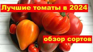 ЛУЧШИЕ СОРТА ТОМАТОВ по итогам 2024 года, УРОЖАЙНЫЕ и ВКУСНЫЕ