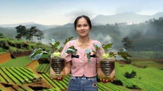 From Bottle to Plate: Kohlrabi Harvest in Pink Garden