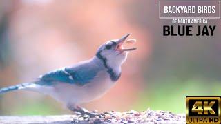 Blue Jay close up 4k video - backyard birds of North America ( USA )