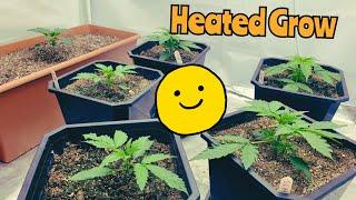 LIGHT'S 2 HEAT YOUR GROW? - p.4 LETS GROW Mephisto Atuoflowers