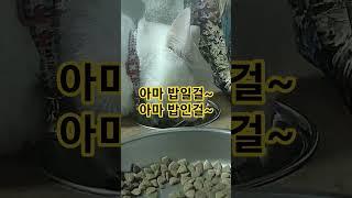 살찌는 이유는 바로~~ #탄수화물 #밥 #다이어트 #통통이