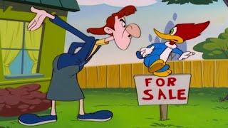 It's Moving Day! | 1 Hour of Woody Woodpecker Full Episodes