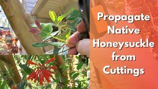 How to Propagate Native Honeysuckle from Cuttings