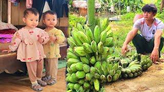 Starting a new life with two twins - Harvesting bananas to sell |LinhSingLeMorther