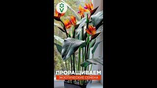 ЭКЗОТИЧЕСКИЕ СЕМЕНА ПРОРАСТУТ! Обязательно сделайте ТАК перед посадкой