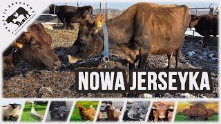 Lubuskie Angusowo - S8 E3 - A jednak!!! Nowa Jersey z nami