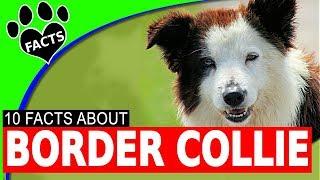 10 Cool and Interesting Facts About Border Collie Dogs 101