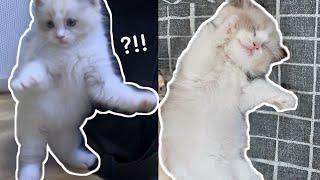 VLOG| 고양이 분양 브이로그‍⬛ K-직장인 칼퇴하고 개냥이를 데려왔다…|우당탕탕 초보집사 커플의 분양 브이로그