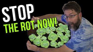 The Surprising Benefits of Dwarf Water Lettuce in Your Fish Tank