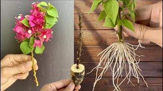 Just Bananas! Bougainvillea Branch Grows 900% Roots Overnight