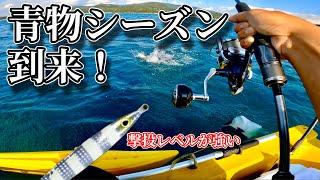 釣りハイシーズンで入れ喰い⁉︎ 新色の撃投レベル カンパチゼブラが大活躍！