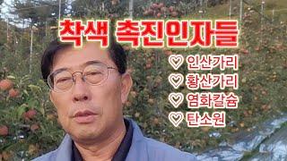 착색을 촉진시키는 비료들 칼슘 ㆍ인산가리 ㆍ황산가리ㆍ탄소원등