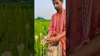 Fragrant Mornings: Rajanigandha Plucking Begins at Dawn  #shorts