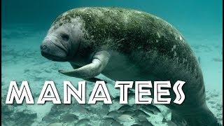 All About Manatees for Children: Manatee Video for Kids - FreeSchool